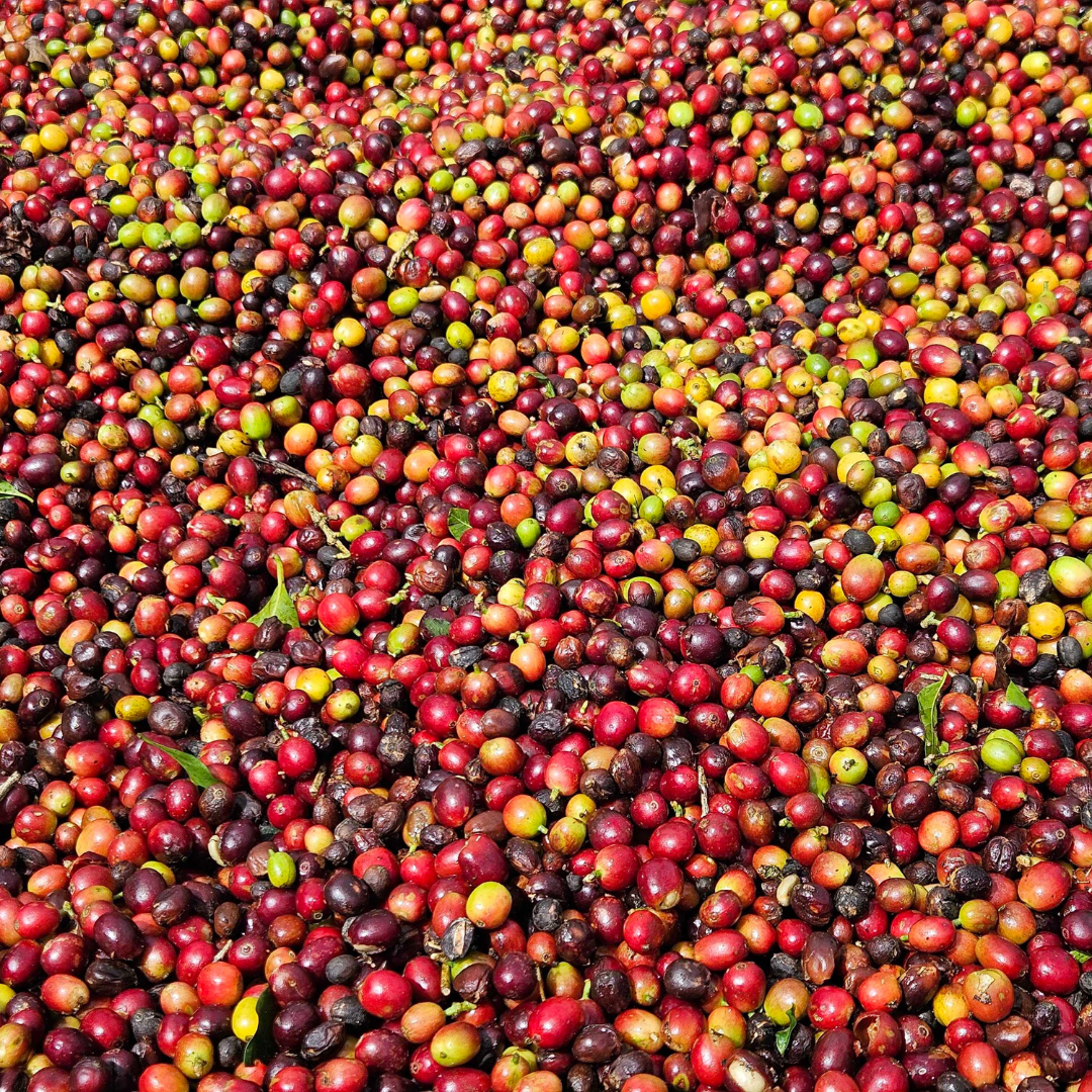 250 g Tarrazú Lavado