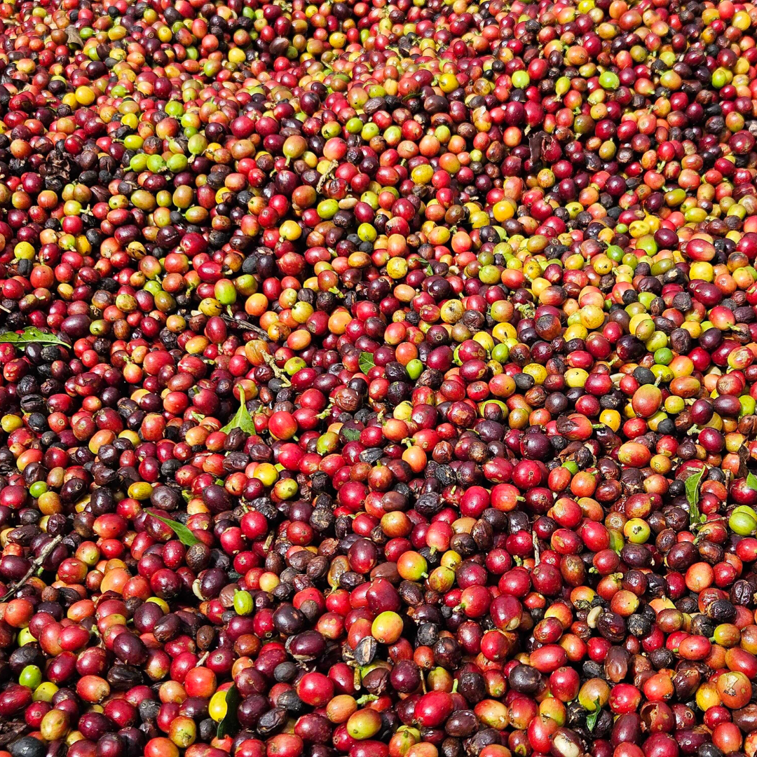 250 g Café de Costa Rica Proceso Juicy