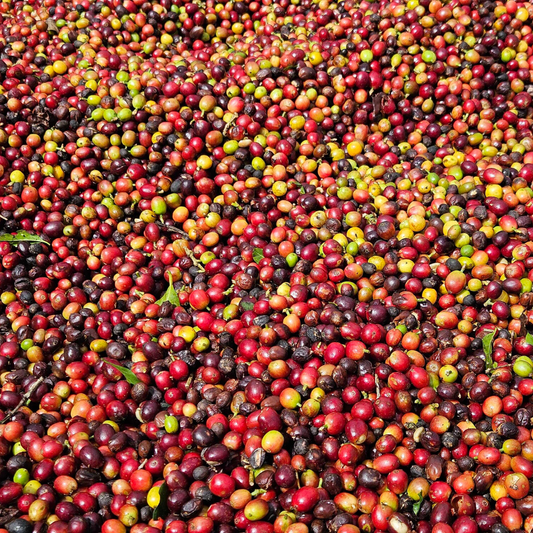 250 g Café de Costa Rica Proceso Juicy