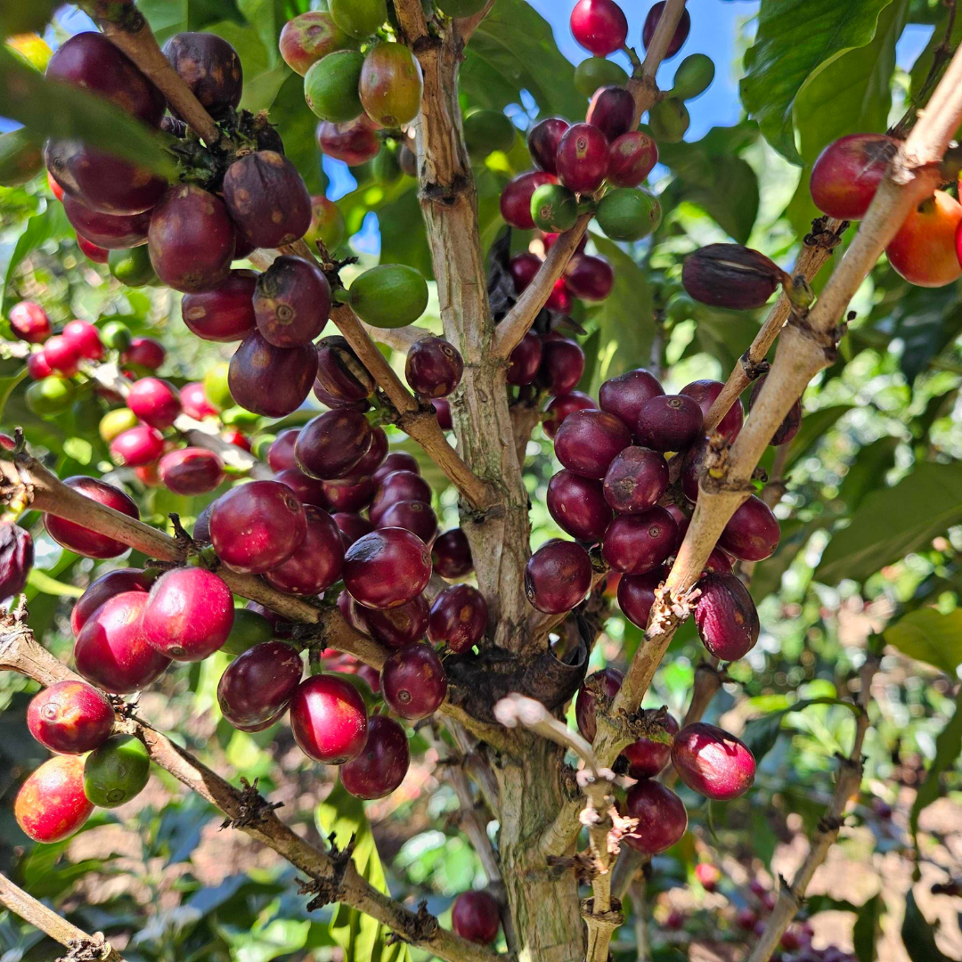 250 g Café de Costa Rica Proceso Natural