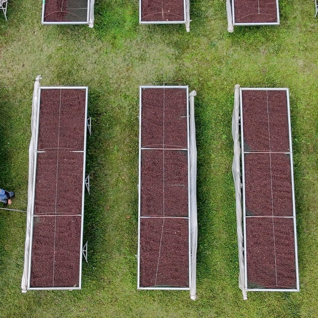 250 g Café de Costa Rica Proceso Natural