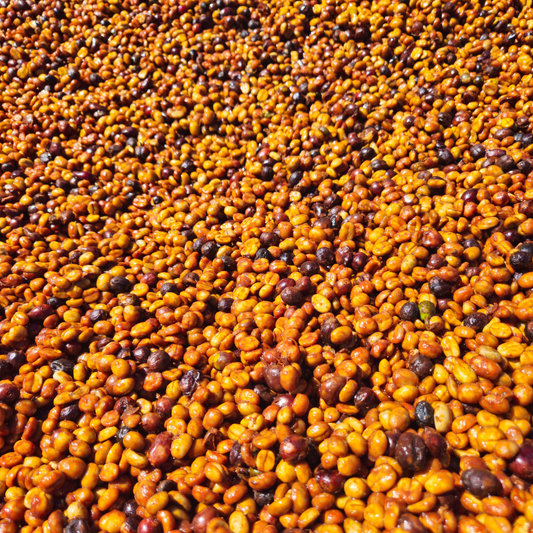 250 g Tarrazú Red Honey | SCA Score 82,5